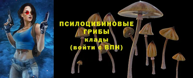 Галлюциногенные грибы Psilocybine cubensis  где можно купить   Великие Луки 